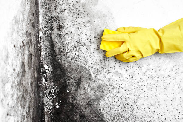 Best Emergency Mold Remediation in Pennsboro, WV