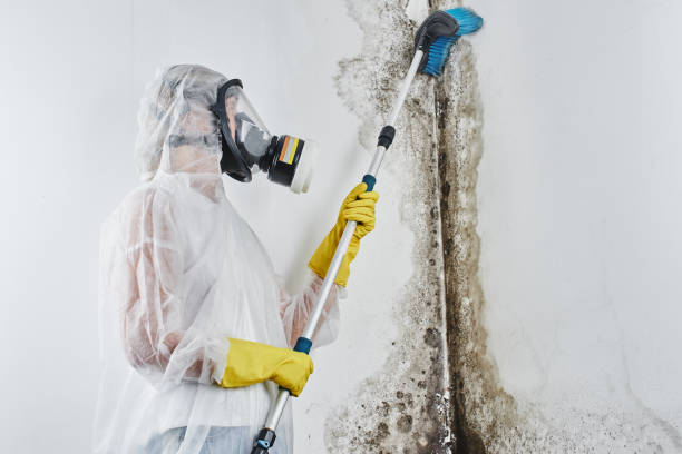 Best Insurance-Related Mold Remediation in Pennsboro, WV