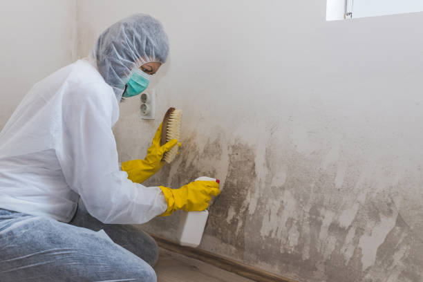 Best Mold Testing and Inspection Services in Pennsboro, WV