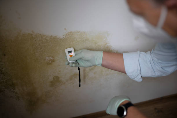 Best Post-Flood Mold Remediation in Pennsboro, WV