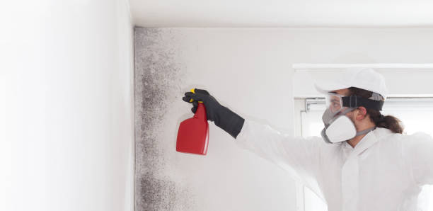 Best Localized Mold Remediation (e.g., coastal areas, humid climates) in Pennsboro, WV