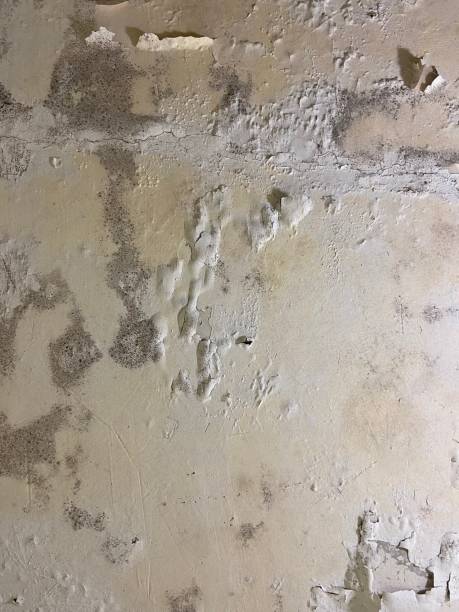Best Residential Mold Remediation in Pennsboro, WV
