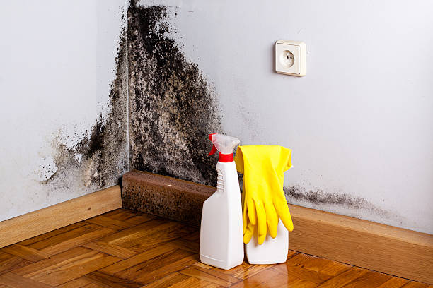 Best Black Mold Remediation in Pennsboro, WV