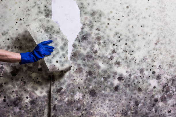 Best Basement Mold Remediation in Pennsboro, WV