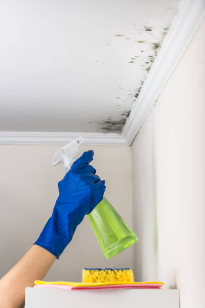 Best Mold Remediation for Specific Building Types in Pennsboro, WV
